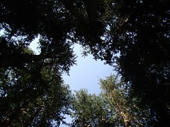 Ancient Forest2