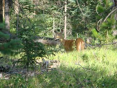 Elk 1 (9)