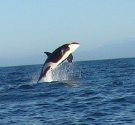 orca spirit 6a