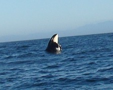 orca spirit 7a