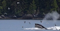 Walvis 1