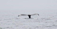 Walvis 2