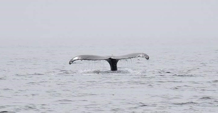 Walvis 2