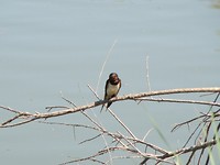 fauna1 (1)