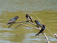 fauna1 (2)