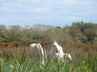 fauna1 (3)