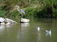 Parc ornothologique du pont de Gau (7)1