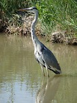 Parc ornothologique du pont de Gau (9)1