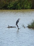 Parc ornothologique du pont de Gau (17)1
