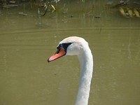 Parc ornothologique du pont de Gau (19)1