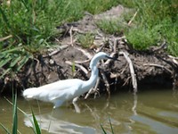 Parc ornothologique du pont de Gau (79)
