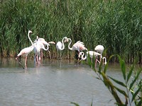 Parc ornothologique du pont de Gau (81)