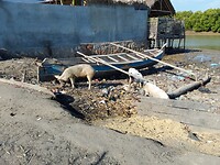 Mondova