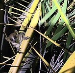 Lemur pygmee