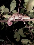 Kameleon Bekopa