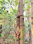Kameleon Tsingi