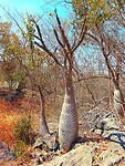 Bomen Tsingi