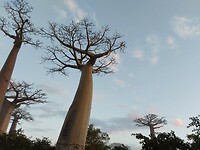 BAOBA