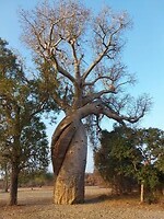 Dagv8 twin baobab