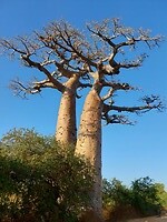 Twin Boabab