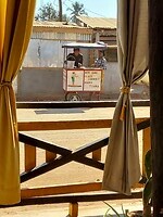 Zebu