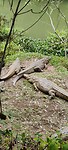 kroko
