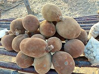 Vrucht Baobab