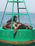 Zeehonden