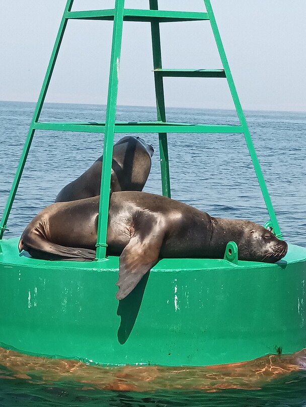 Zeehonden