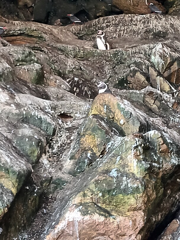 Ballestas eiland