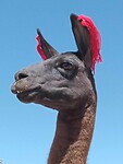 Alpaca
