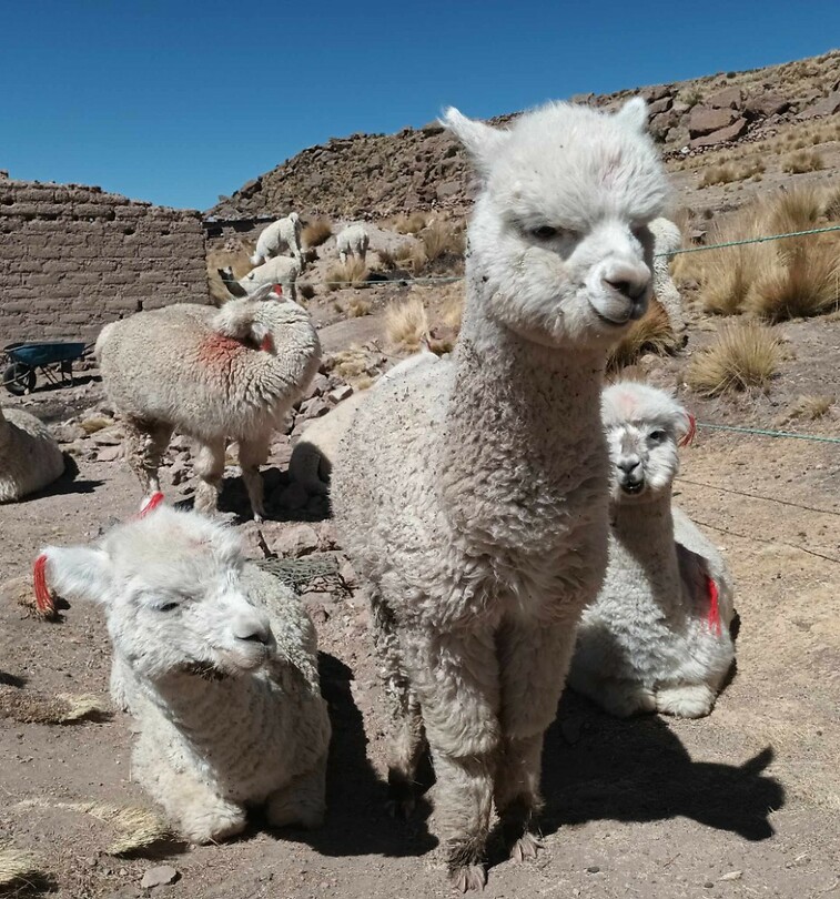 Alpaca