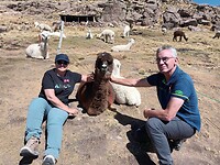 Alpaca