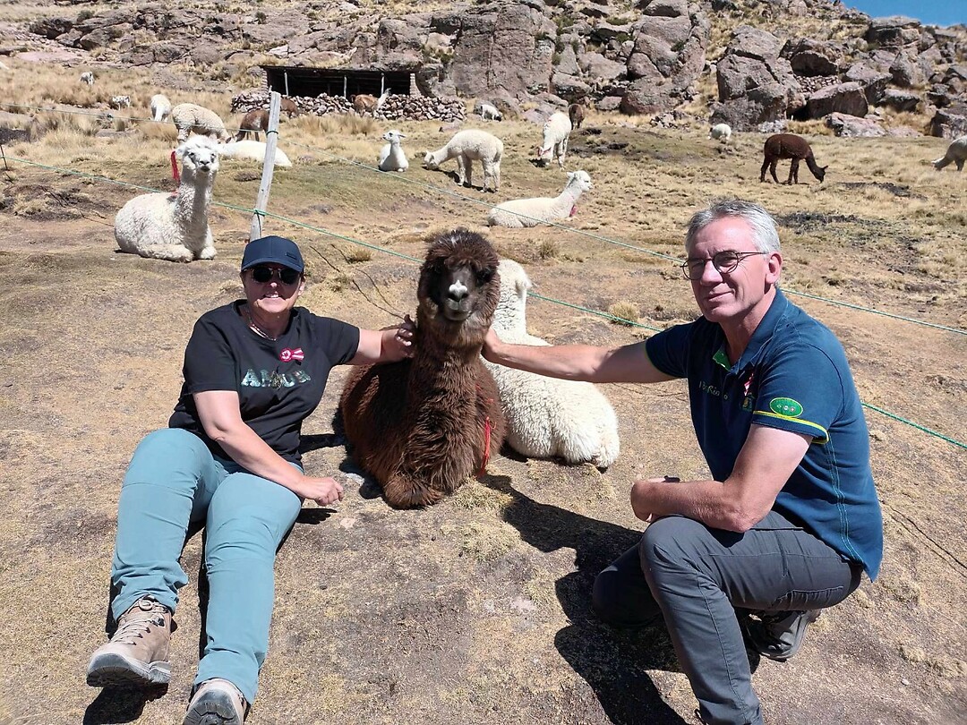 Alpaca