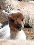 Alpaca