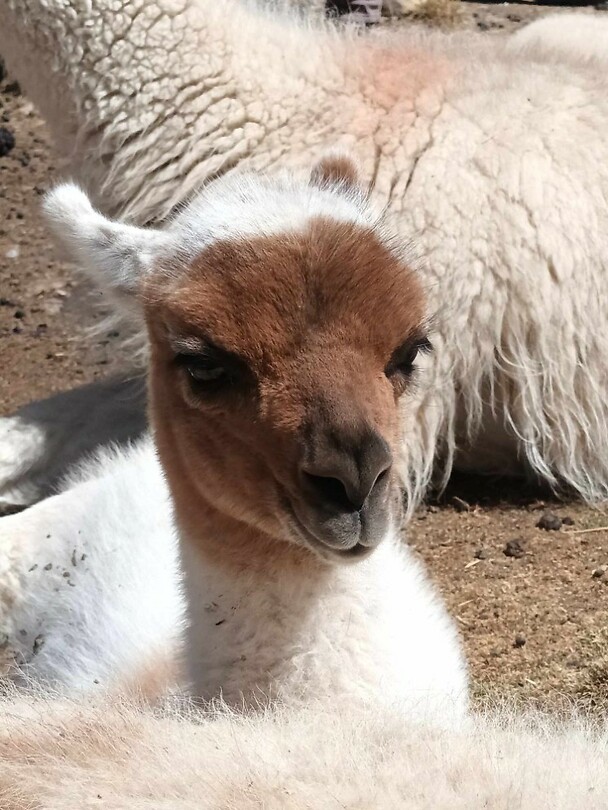 Alpaca