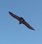 Condor