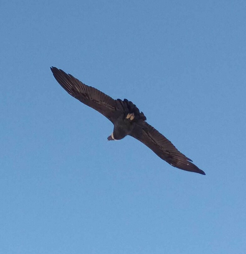 Condor