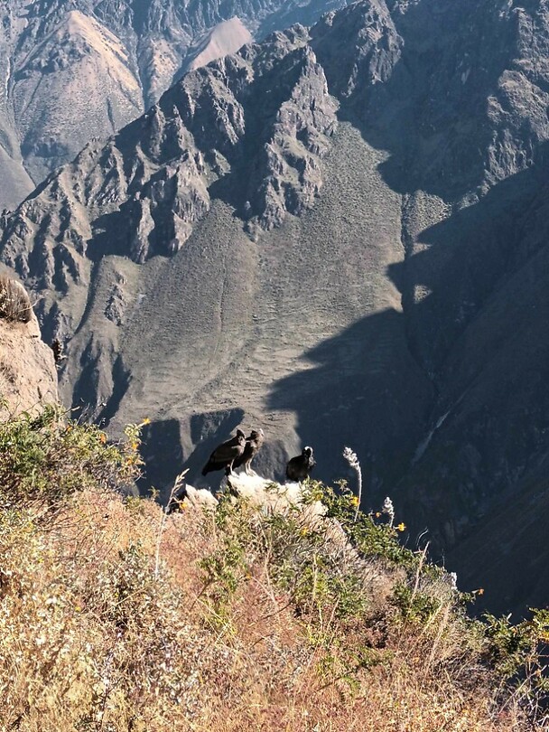 Condor