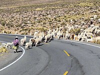 Puno