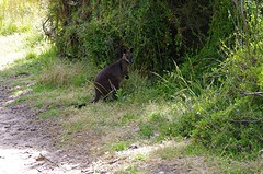 Wallaby