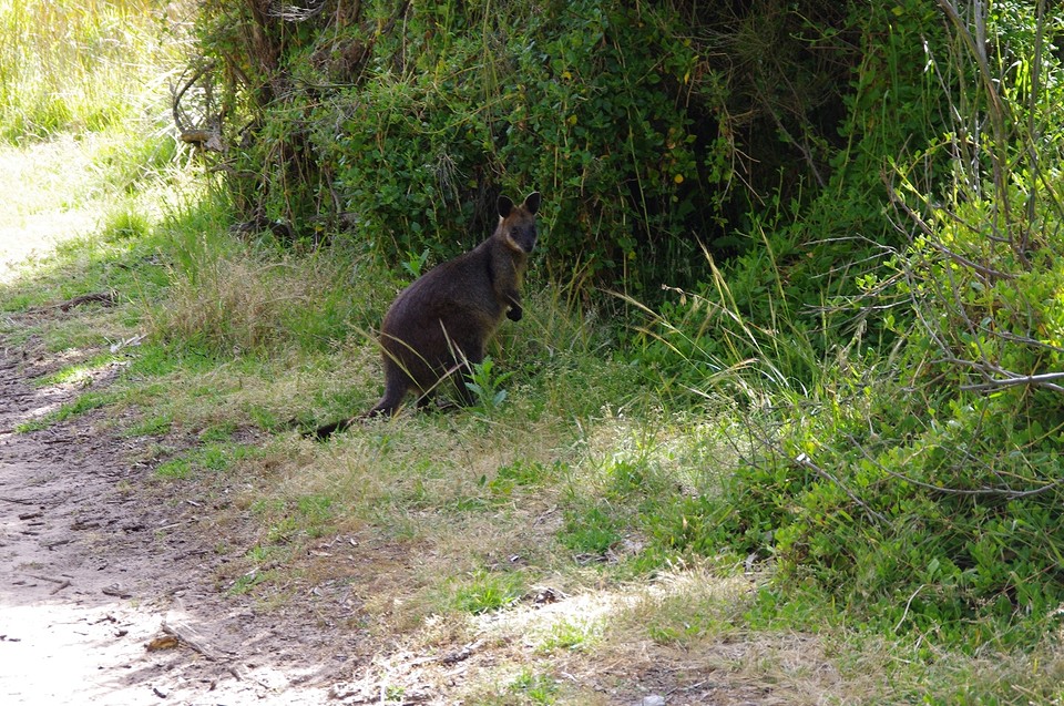 Wallaby
