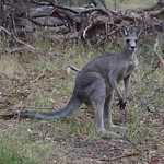 Skippy