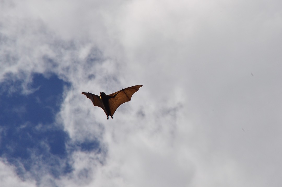Batman ;-)
