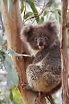 Mijn eerste koala vastgelegd :-)