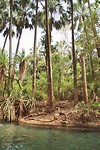 Mataranka Thermal Pools