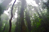 National Park Dorrigo