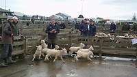 Schapen veiling
