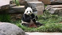 Luchtijd voor de Panda