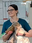 Koala wordt verdooft voor een operatie
